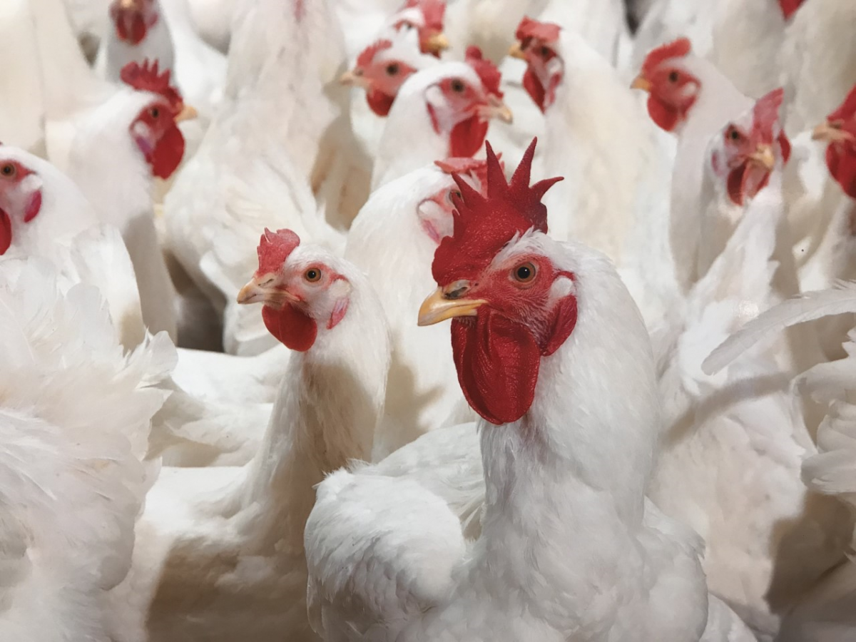 A Day at the Poultry Lab Council on Economic